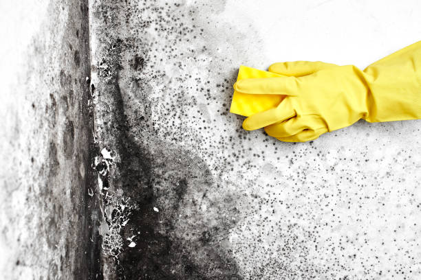 Best Mold Remediation for Specific Building Types in Winston, OR