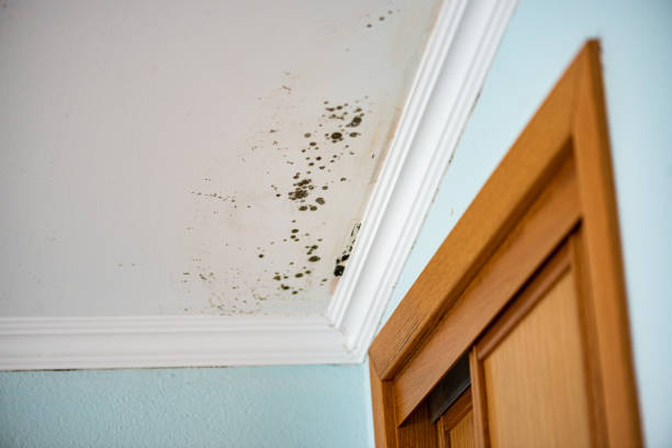 Best HVAC Mold Remediation in Winston, OR