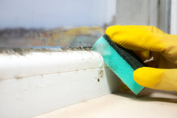 Best Mold Remediation for Schools in Winston, OR