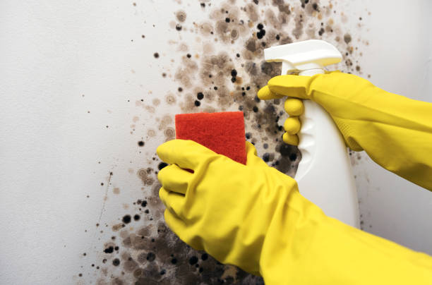 Best Kitchen Mold Remediation in Winston, OR