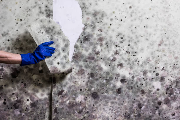 Best Localized Mold Remediation (e.g., coastal areas, humid climates) in Winston, OR